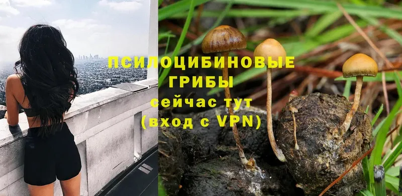 OMG ONION  Вилючинск  Псилоцибиновые грибы Cubensis 